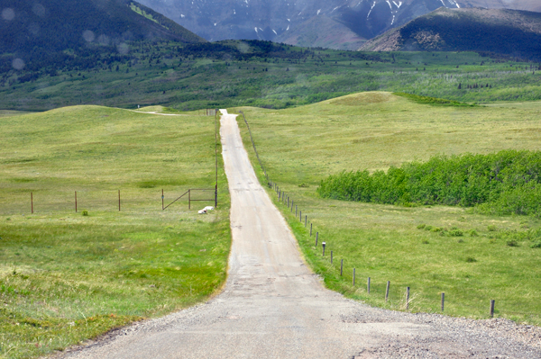 entry road to Bison Paddock